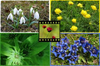 Fotografska razstava Vide Markovc: KDO PRAVI, DA POZIMI ROŽICE NE CVETO?