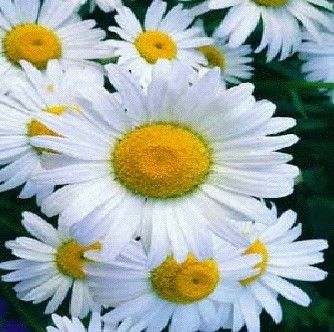 Društvo Klic upanja vabi