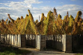 Predavanje o KORENINI SVETLOBE (lat. Dioscorea batatas)