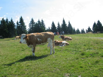 Lepa nedelja in košnja pohorskih planj