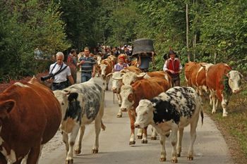Praznik sira in jubilejni 60. Kravji bal