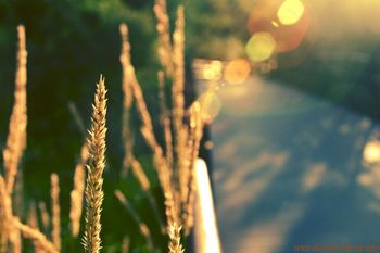 OB KRESI SE DAN OBESI