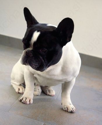 Obveznosti lastnikov in vodnikov psov ter drugih živali