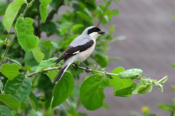 Črnočeli srakoper (Laniusminor)