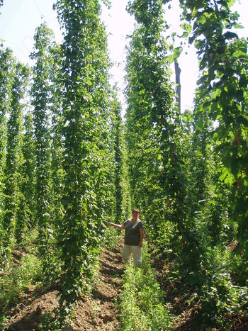 Vabilo – Praktična stran agrohomeopatije Agrohomeopathie Cora, za pridelavo zdrave, energijsko žive hrane in krme, seminarji in delavnice v avgustu 2013