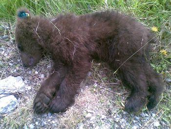 Vtihotapil se je v borovniško vojaško skladišče