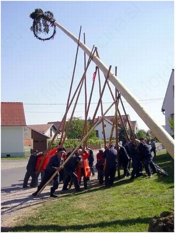 Postavitev majskega drevesa Postavitev majskega drevesa