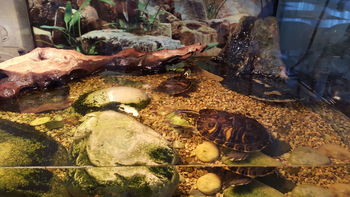 Majhni čudeži narave