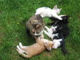 Zavržene muce v naši občini