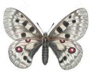 Odprtje razstave "Žarko Vrezec - Ilustracije" in prehod na poletni urnik Doma Trenta