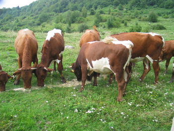 Obvestilo živinorejcem o bolezni modrikastega jezika