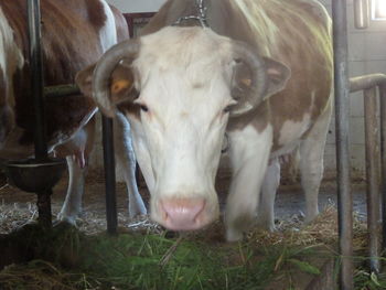 Najstarejša krava je Vojničanka