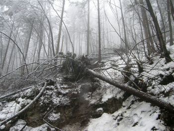 Posek dreves po žledu
