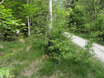 Sesalci na sprehodu po Ljubljanskem barju