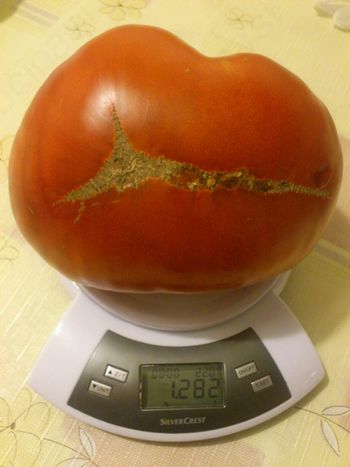 Paradižnik, težak več kot kilogram 