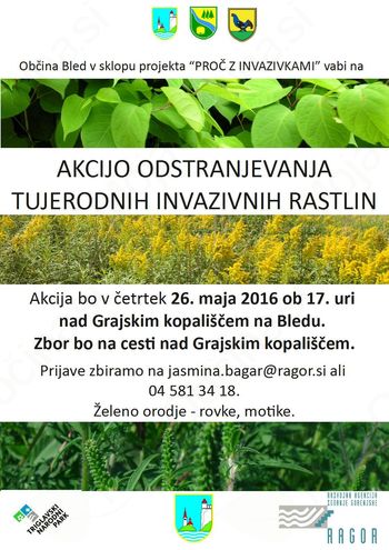 Akcija odstranjevanja tujerodnih invazivnih rastlin