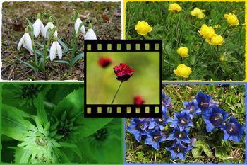 Fotografska razstava Kdo pravi, da pozimi rožice ne cveto?