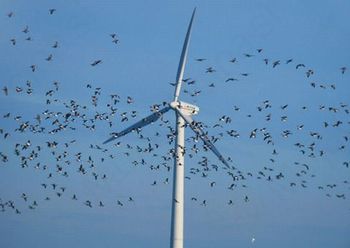 Barvanje vetrnic lahko prepreči smrti tisočih ptic