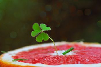 Iz novinarskega krožka OŠ Polhov Gradec