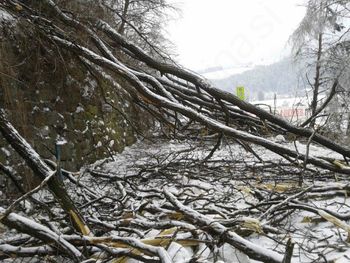 Zbiranje vlog za prijavo škode po žledu v gozdovih Zbiranje vlog za prijavo škode po žledu v gozdovih