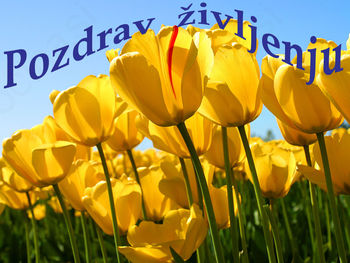 POZDRAV ŽIVLJENJU