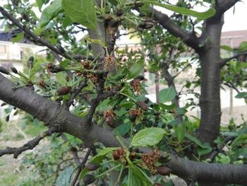 Predhodna ocena škode zaradi pozebe