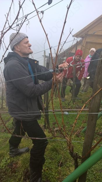 XIII. prikaz zimske rezi vinske trte  