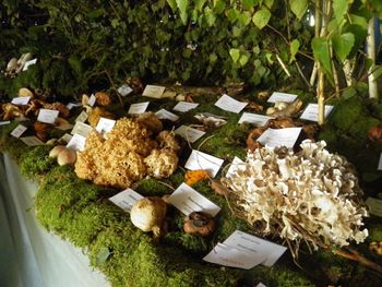 Septembrska razstava gob Septembrska razstava gob