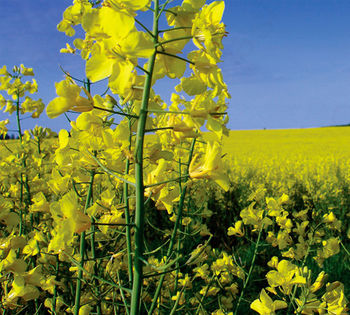 Zagotavljanje čebeljih paš in sajenje medovitih rastlin