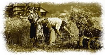 Pika poka pika pok: žetev in mlačev