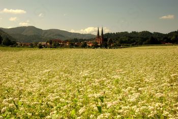 VABLJENI NA VIKEND ODPRTIH VRAT OBČINE ŠMARTNO PRI LITIJI