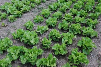 Pridelajte kakovostno zelenjavo