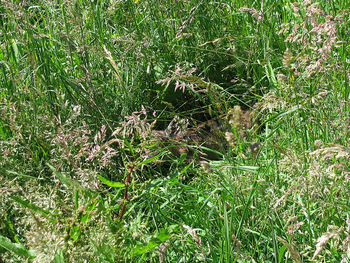 Poleganje mladičev in košnja