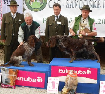 Prva državna razstava psov lovskih pasem