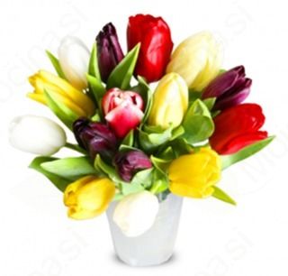 ČESTITKA - 8. in 25. MAREC