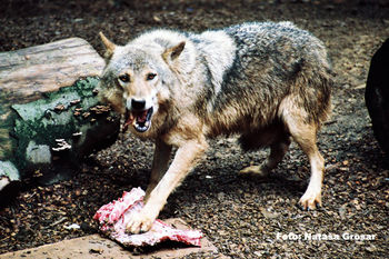 Predavanje o volkovih