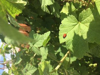 OGLED VRTA ZDRAVILNIH RASTLIN V ŽALCU