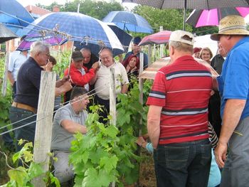 PRIKAZ PLETEV VINSKE TRTE