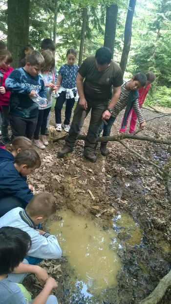 Tretješolci smo spoznavali gozd z gozdarjem