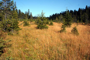 Projekt WETMAN na Pohorju Projekt WETMAN na Pohorju
