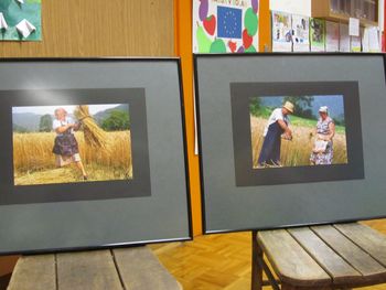 Žetev in mlačev v Krašnji