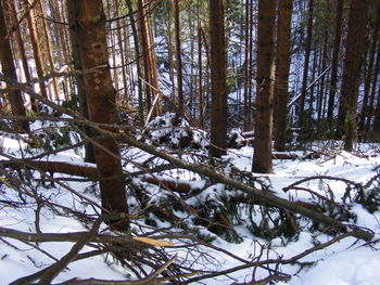 Žledolom: poškodovanih več tisoč kubičnih metrov lesa 