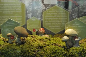 Prireditve v Infocentru Triglavska roža Bled