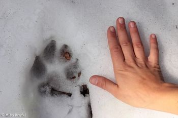 Sredin večer: Sledenje živalim v naravi Triglavskega Narodnega parka