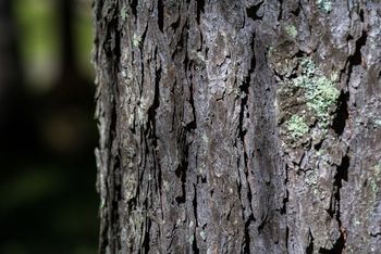 Odprtje razstave Magična narava