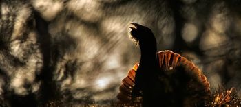 Film Risova pot in projekt LIFE Lynx