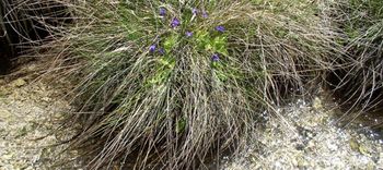 Odprtje razstave Narava med Radovljico in Bledom