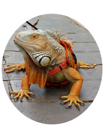 Razstava: Čudovite živali na Bledu