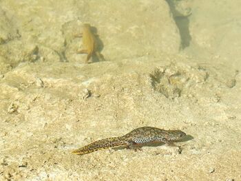 Predavanje: Dvoživke in plazilci naših gora