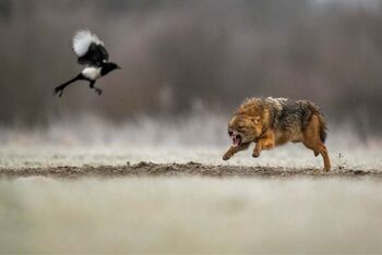 Odprtje fotografske razstave Magična narava in predavanje dr. Davorina Tometa: "Ali smo v vesolju sami?"